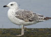Larus armenicus